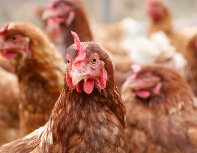 Miniatura: Choroba z Newcastle znów atakuje....