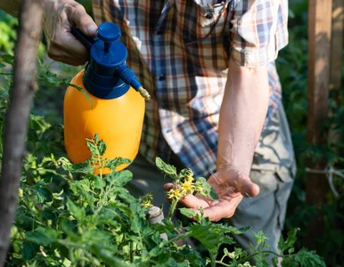 Miniatura: Przyspiesza dojrzewanie i blokuje choroby...