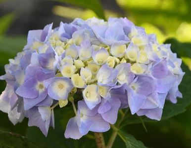 Miniatura: Polscy działkowcy kochają ten trik....