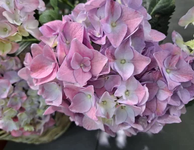 Miniatura: Wyjmuję z lodówki i podlewam hortensje....