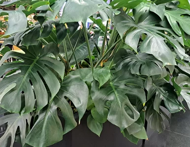 Miniatura: Wsyp to do doniczki, a monstera eksploduje...