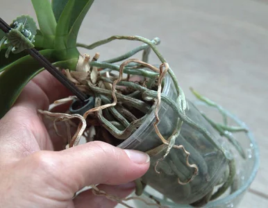 Miniatura: Spryskaj korzenie produktem z apteki....