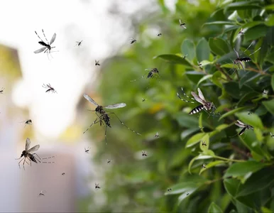 Miniatura: Plaga owadów w wakacyjnym kraju. „Mam...