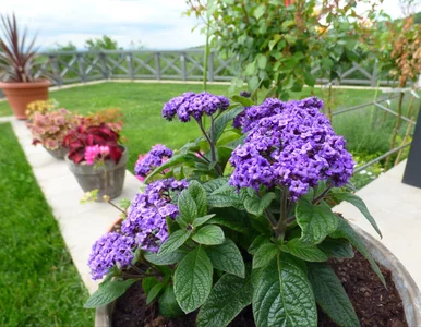 Miniatura: Ten kwiat był hitem PRL-u, a teraz znowu...