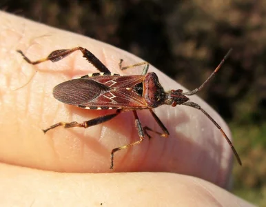 Miniatura: Spryskaj okolice okien i drzwi. Działaj,...