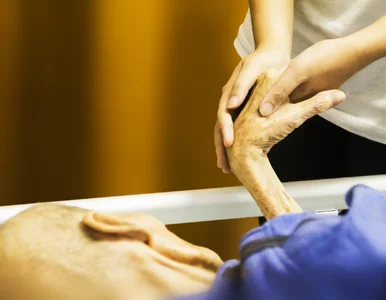 Miniatura: Dostęp do opieki paliatywnej w Polsce jest...