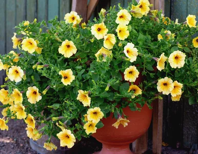 Miniatura: Rozpuszczam te dwa kuchenne produkty w...