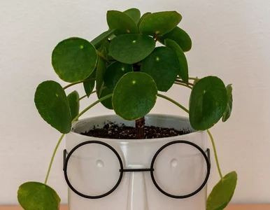 Miniatura: Pokrój, zalej i podlej. Pieniążek...