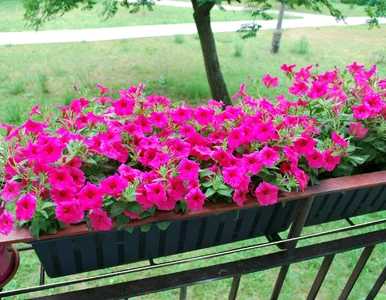 Miniatura: Już jeden dodatek do ziemi robi różnicę....