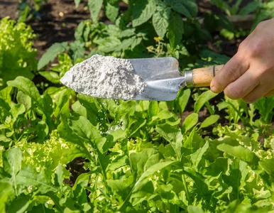 Miniatura: Pozbądź się ślimaków i mszyc naturalnie!...