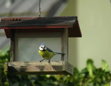 Miniatura: Połowa Polaków dokarmia ptaki!  I...
