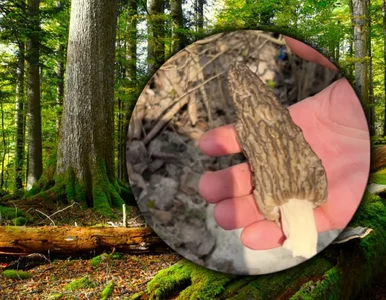 Miniatura: Poszedł na grzyby i znalazł „wiosennego...