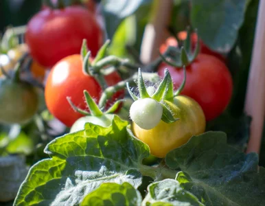 Miniatura: Rosną tam, gdzie nie powinny. Jeśli ich...