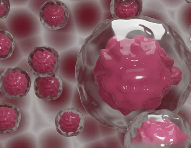 Miniatura: „Żywy lek”, który walczy z nowotworem....