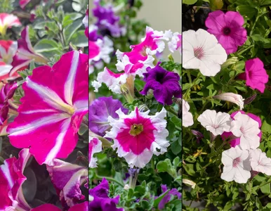 Miniatura: Wyglądają prawie tak samo, a jednak.......