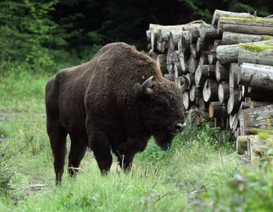 Miniatura: Żubr Borys odstrzelony w Białowieży....