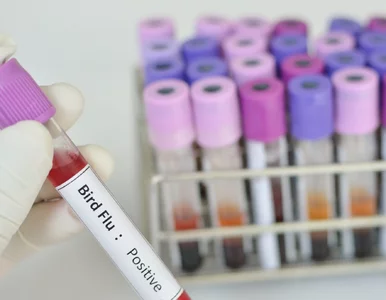 Miniatura: Ptasia grypa tuż za polską granicą....