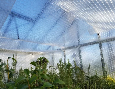 Miniatura: Boisz się, że Twoje oliwki i cytrusy...