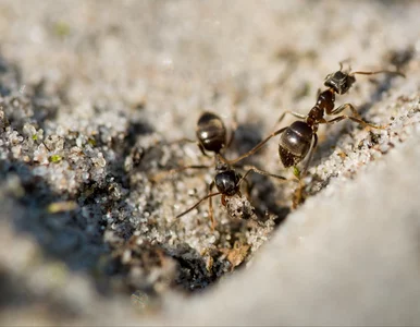 Miniatura: Rozlewam wokół mrowiska ten naturalny...