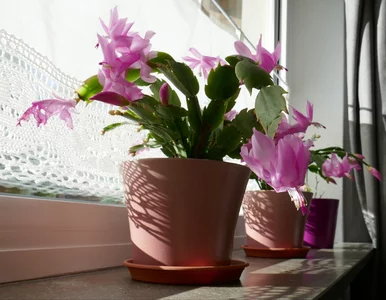 Miniatura: 8 na 10 osób popełnia te błędy. Pomóż...