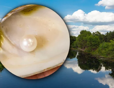 Miniatura: Bezcenny klejnot trafił do muzeum. „Niemal...