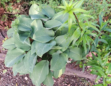 Miniatura: Nie wykopuj, tylko tnij! Genialny sposób...