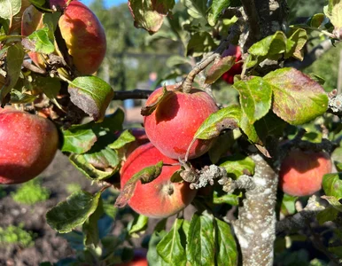 Miniatura: Owiń tym pień – żaden gryzoń się nie zbliży!