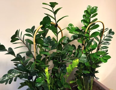 Miniatura: Zaparz, wystudź i podlej. Ten zimowy trik...