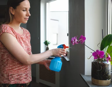 Miniatura: Rób to przez 2 tygodnie, a storczyk...