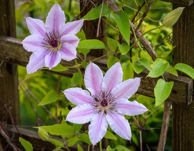 Miniatura: Te krzewy kwitną miesiącami. Wybieram je...