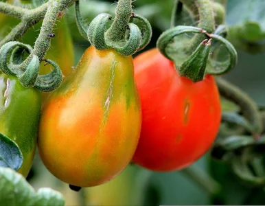 Miniatura: Zielone plamy na pomidorach? Sprawdź, co...