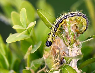Miniatura: Mróz ich nie zgładził. Oblej tym bukszpan...
