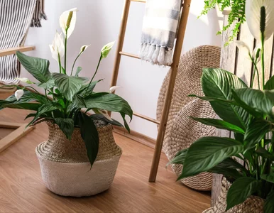 Miniatura: Obierz, dodaj melasy, odstaw....