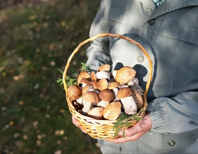 Miniatura: Borowik ważył prawie 2 kg. Seniorka...