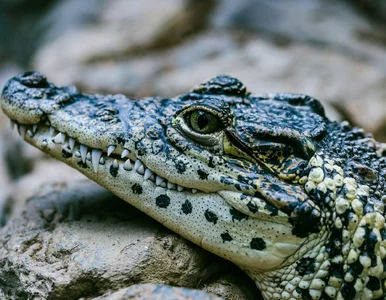 Miniatura: Płockie zoo świętuje. Urodziny obchodzi...