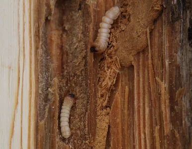 Miniatura: Słyszysz stukanie w drewnie? Spuszczel...