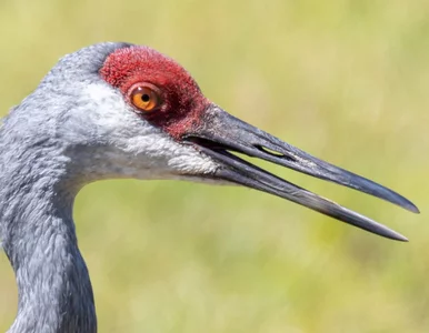 Miniatura: Zaobserwowano go w Polsce po raz pierwszy....