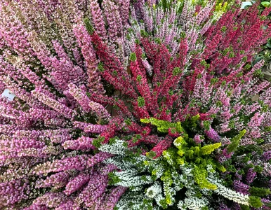 Miniatura: Wystarczy kilka kropelek i wrzosy będą...