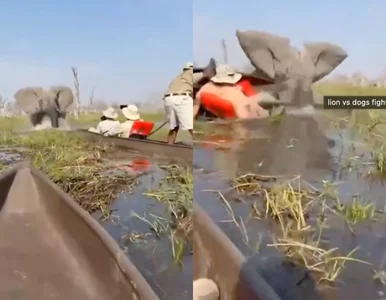 Miniatura: Słoń ruszył na łodzie turystów. Wszystko...