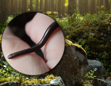 Miniatura: Czekał na badaczy pod kamieniem. Jest...