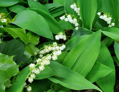 Miniatura: Zastanów się dwa razy, zanim je posadzisz,...