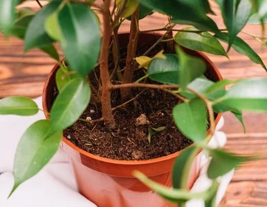 Miniatura: Zalej gorącą wodą, wystudź i podlej...