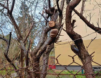 Miniatura: Gałęzie drzew sąsiada na twojej posesji?...