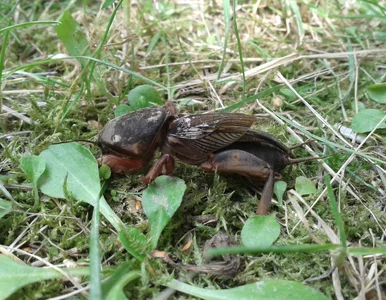 Miniatura: Tupta nocą i zjada turkucie – ten...