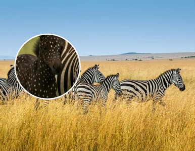 Miniatura: To urocze zwierzę zadziwia świat. Ma...