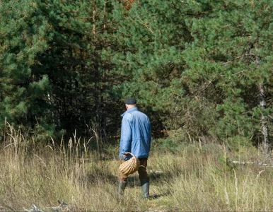 Miniatura: Grzybiarz wybrał się do lasu, nie krył...