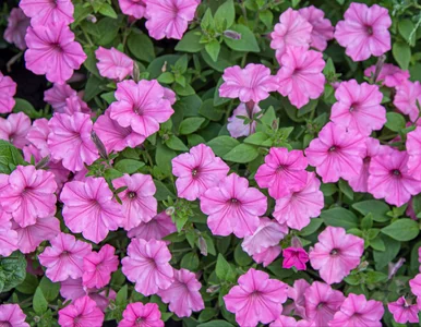 Miniatura: Ta supertunia jest najodporniejsza i...