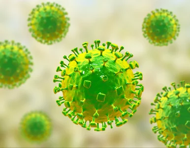 Miniatura: Groźny wirus Nipah pod lupą naukowców....