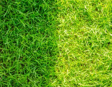 Miniatura: Wlewam to do wody i trawa gęstnieje w...