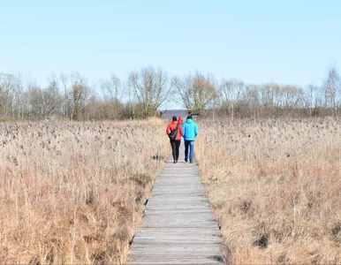 Miniatura: Turyści z Mazowsza zgubili się na bagnach....